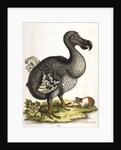 Dodo and guinea pig by Anonymous