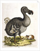 Dodo and guinea pig by Anonymous