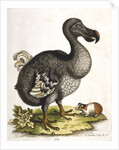 Dodo and guinea pig by Anonymous