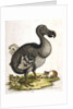 Dodo and guinea pig by Anonymous