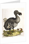 Dodo and guinea pig by Anonymous