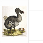 Dodo and guinea pig by Anonymous