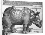 Rhinoceros by Albrecht Dürer