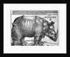 Rhinoceros by Albrecht Dürer