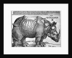Rhinoceros by Albrecht Dürer