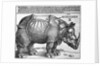 Rhinoceros by Albrecht Dürer