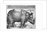 Rhinoceros by Albrecht Dürer