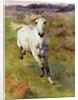 Study from life for Colt Hunting in the New Forest by Anonymous