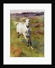 Study from life for Colt Hunting in the New Forest by Anonymous