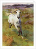 Study from life for Colt Hunting in the New Forest by Anonymous
