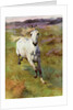 Study from life for Colt Hunting in the New Forest by Anonymous