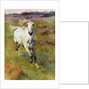 Study from life for Colt Hunting in the New Forest by Anonymous
