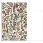 Flowers by Anonymous