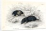 Common moles by Anonymous