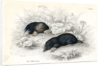 Common moles by Anonymous