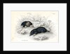 Common moles by Anonymous