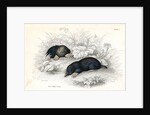 Common moles by Anonymous