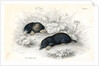 Common moles by Anonymous