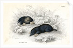 Common moles by Anonymous