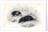 Common moles by Anonymous