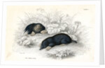 Common moles by Anonymous