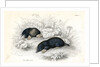 Common moles by Anonymous