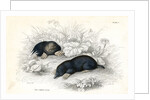 Common moles by Anonymous