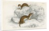 Weasels by Anonymous