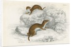 Weasels by Anonymous
