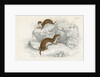 Weasels by Anonymous