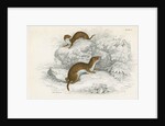 Weasels by Anonymous