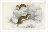 Weasels by Anonymous