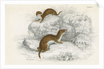 Weasels by Anonymous