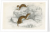 Weasels by Anonymous