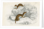 Weasels by Anonymous
