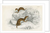 Weasels by Anonymous