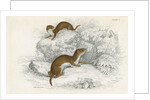 Weasels by Anonymous