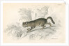 European wild cat by Anonymous
