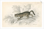 European wild cat by Anonymous