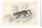 European wild cat by Anonymous