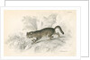 European wild cat by Anonymous