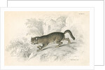 European wild cat by Anonymous