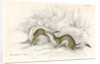 The ermine in summer by Anonymous