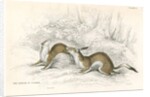 The ermine in summer by Anonymous