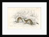 The ermine in summer by Anonymous