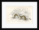 The ermine in summer by Anonymous