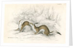 The ermine in summer by Anonymous