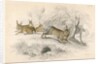 Rabbits by Anonymous