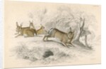 Rabbits by Anonymous