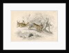 Rabbits by Anonymous